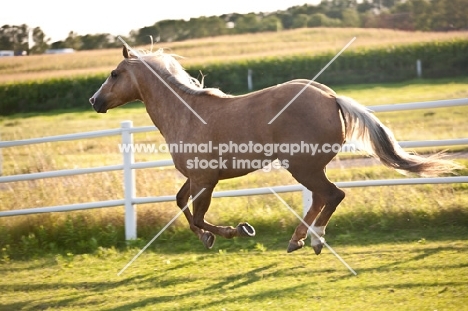 Palomino Quarter horse running in field