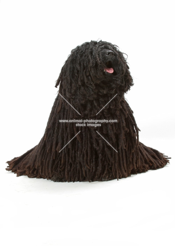 Australian Champion Puli sitting down