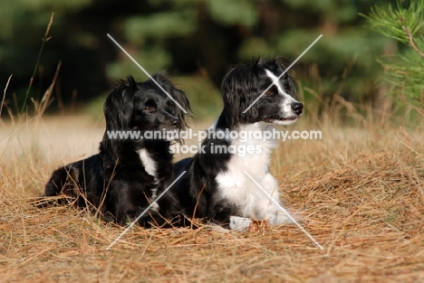 Two Markiesje dogs (aka Dutch Tulip Hound)