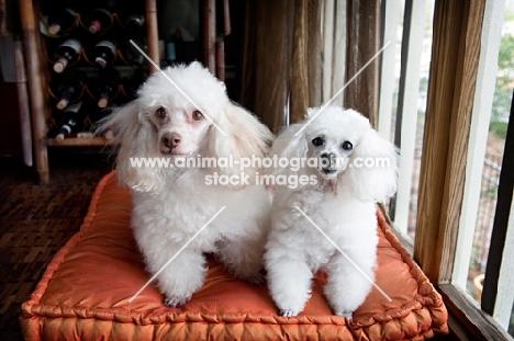 miniature and toy poodle sitting on orange bed together