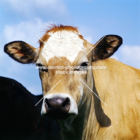 jersey cow, portrait