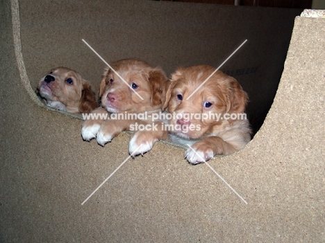 Nova Scotia Duck Tolling Retriever