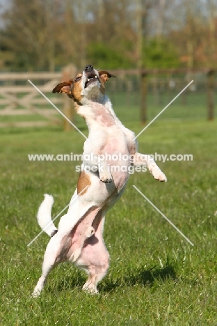 Terrier crossbreed on hind legs
