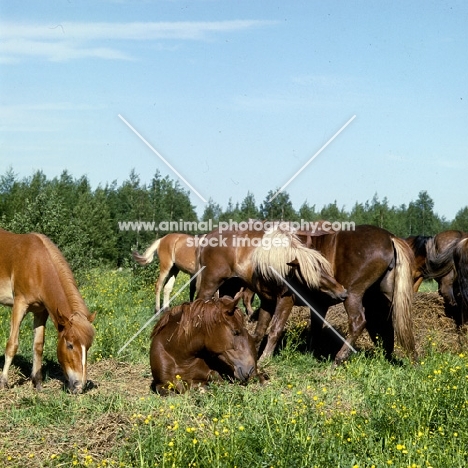 group of Finnish Horses in field in Finland at Ypaja