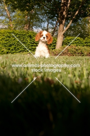 cute Cavalier King Charles Spaniel pup in garden