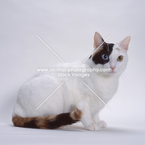 Ojos Azules on white background, looking away