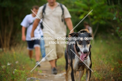 polish sighthound walkling on a path leading a group pf people