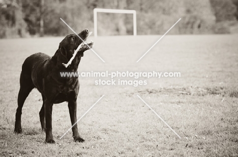 black Labrador Retriever chewing branch