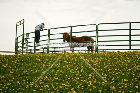 Young farm boy climbing over fence to catch his pony.