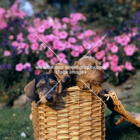 three miniature dachshund puppies, two wire haired, one smooth, in a  basket