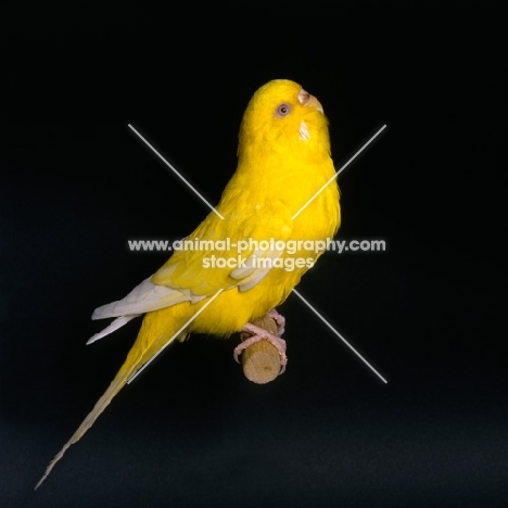 yellow budgerigar looking up