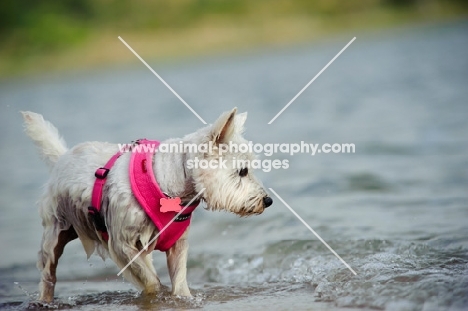 West Highland White Terrier