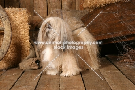 Lhasa Apso standing on wooden floor