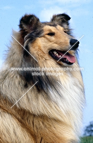 rough collie head portrait