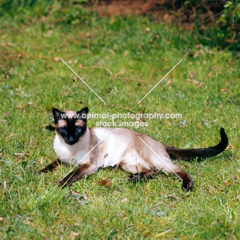 seal point siamese cat on grass