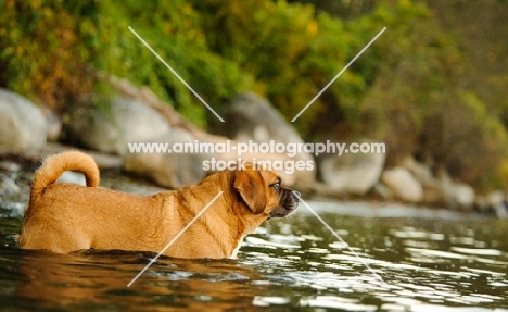 Puggle (pug cross beagle, hybrid dog) standing in water