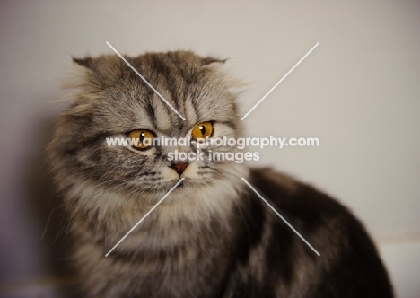 Scottish Fold Cat