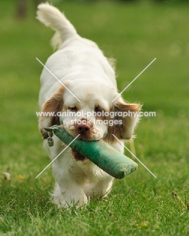 Clumber Spaniel dummy