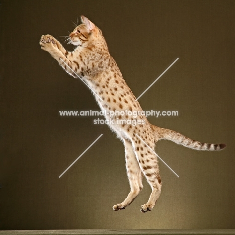 Ocicat jumping