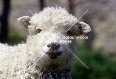 grey face dartmoor lamb, portrait 