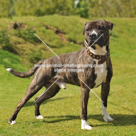 brindle and white American Staffordshire Terrier