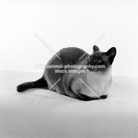 seal point siamese cat lying down in studio