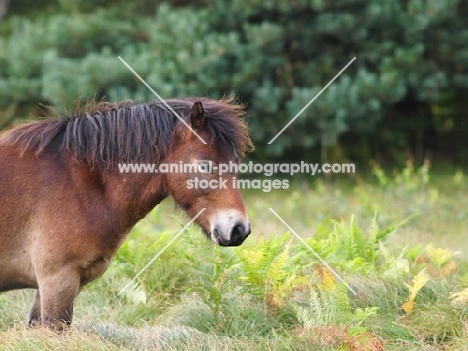 Exmoor Pony looking ahead