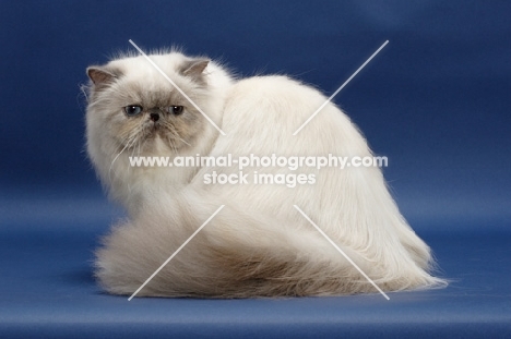 10 month old Blue Tortie Point Himalayan cat sitting. (Aka: Persian or Colourpoint)