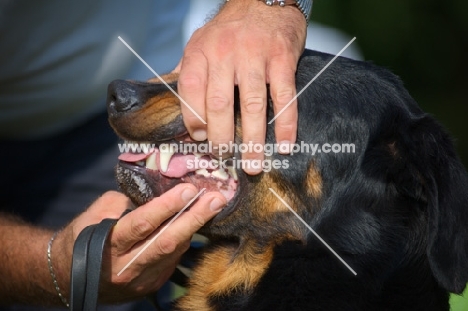Black and tan Beauceron showing teeth for judge during an expo