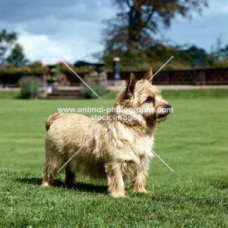 champion jericho ginger nut, norwich terrier 