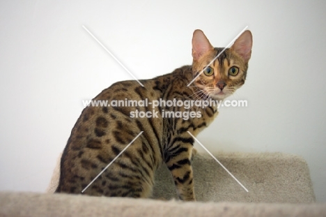 bengal cat sitting on scratch post, white wall on the background