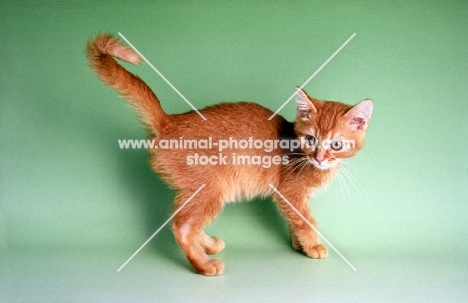 red ticked tabby German Rex