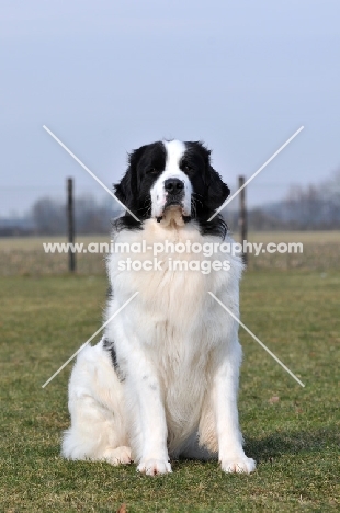 Newfoundland, also known as Landseer European Continental Type (E.C.T.)