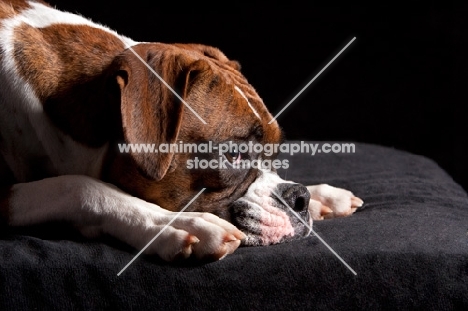 Boxer lying with head down