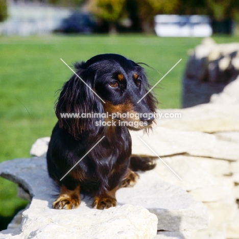 champion shenaligh fairy footsteps, miniature long haired dachshund on a wall
