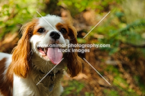 Headshot of Cavalier with tongue out.