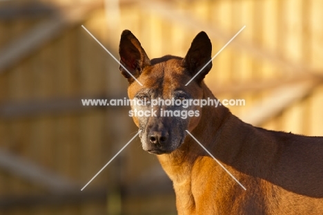 Thailand Ridgeback portrait