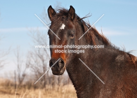 Morgan Horse portrait, looking towards camera