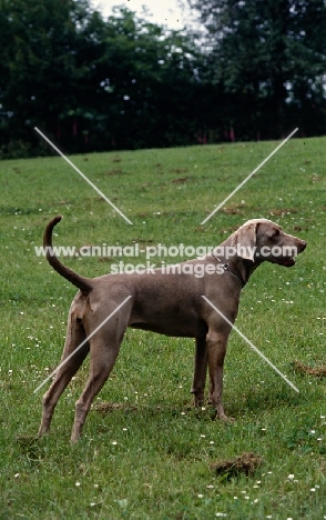 undocked weimaraner in grass