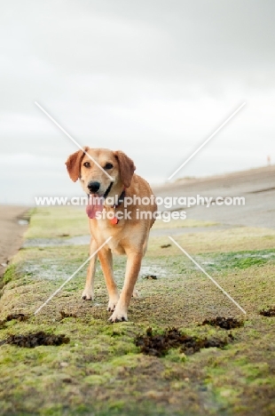 dog walking shoreline