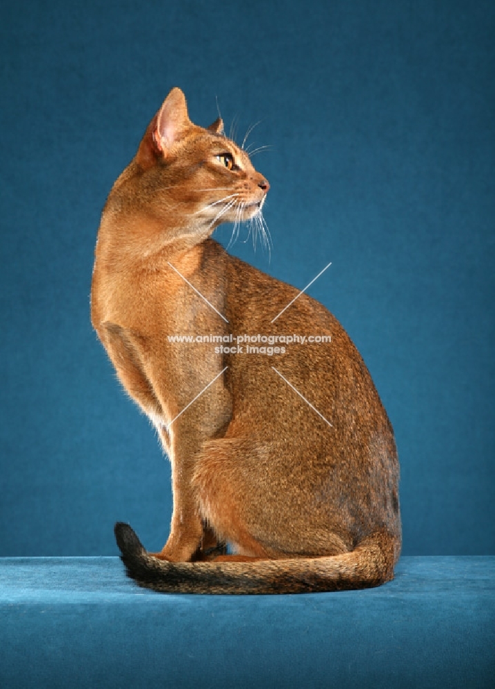 Abyssinian Ruddy Male sitting to left looking right, elegant, tail curled, against teal colored background