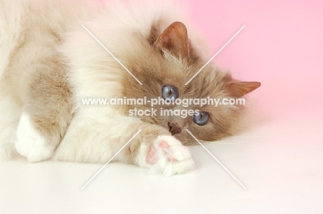 Lilac point Birman cat, close up