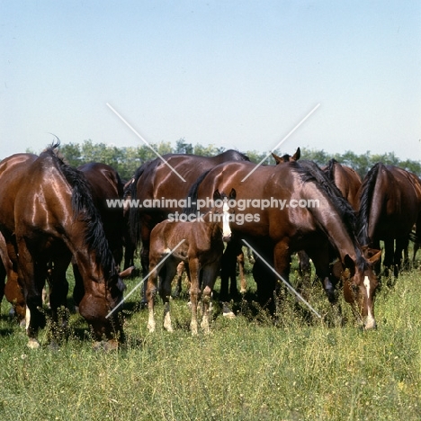 Furioso North Star mares and foals at Kiskunsag 