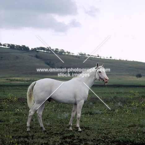 simvol, tersk stallion at stavropol stud, russia