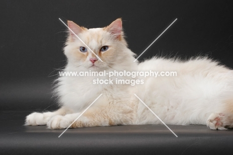 red point and white Ragamuffin on grey background, lying down