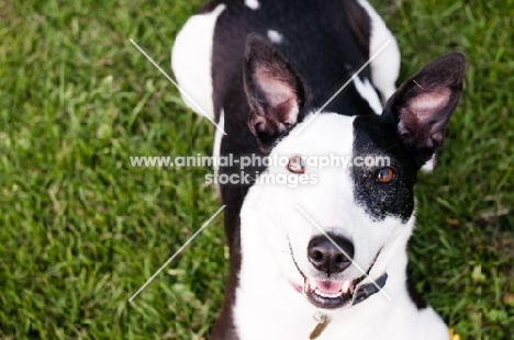 black and white collie x staffie dog
