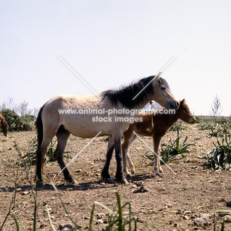 skyros pony mare and foal on skyros island, greece