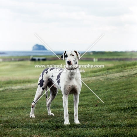 champion harlequin great dane 