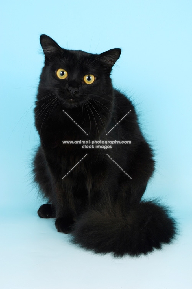 black tiffanie cat, looking at camera