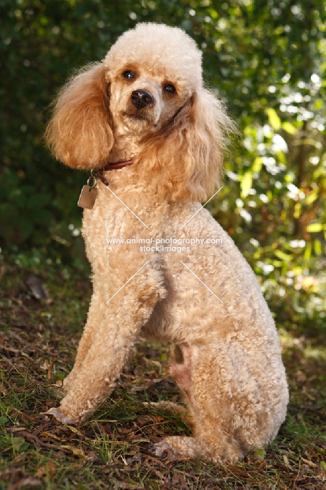 Miniature poodle sitting down